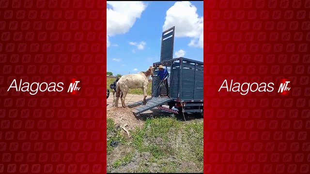 PRF e SMTT realizam operação para recolhimento de animais abandonados em São Miguel dos Campos