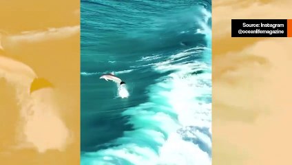 Vaikuttava video tallentaa delfiinien synkronoidun uinnin meressä