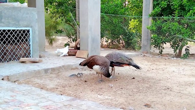 Pigeons peacocks chakor squirrels eating together lovely video