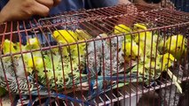 Birds Market Lalukhet Sunday Video Latest Update 8-9-24