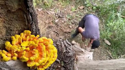 Building a secret shelter in a wolf's den _ wolves surround the hut