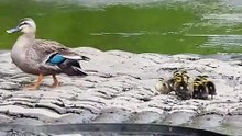 Mother duck's reaction when her sleeping baby escapes