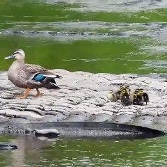 Mother duck's reaction when her sleeping baby escapes