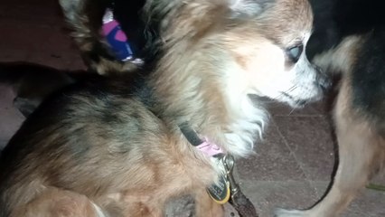 Villanova's right front leg extra sensitive, curiously she straightened leg while sitting in lap VID_20240912_211705728