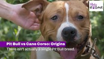 Pit Bull vs Cane Corso Breeds