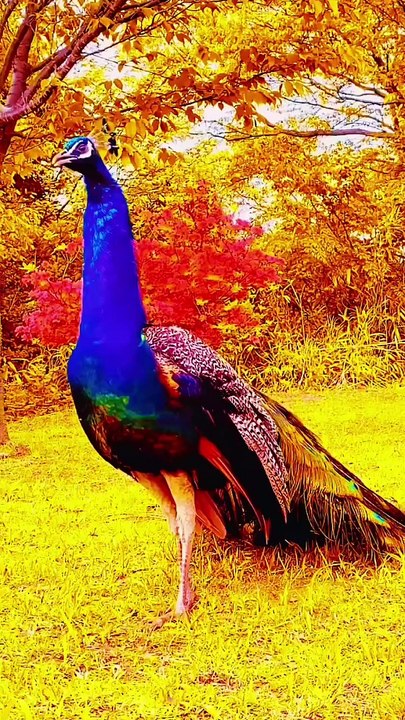 DIFFERENT COLOR PEACOCK,,,