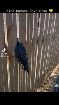 #bird #rescue #kindness #nature #human #animal #heart #action #sn2sg #wildlife #sunnight #sunnightmusic #fly #free #sunnightpop #sunnightblues #sunnightjazz #theothereye #thankyou #animalrescue #animallover #life #u #on #help