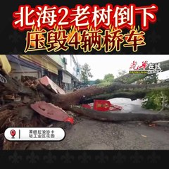 北海两棵百年老树倒塌 压毁4辆轿车无人员伤亡 🌳