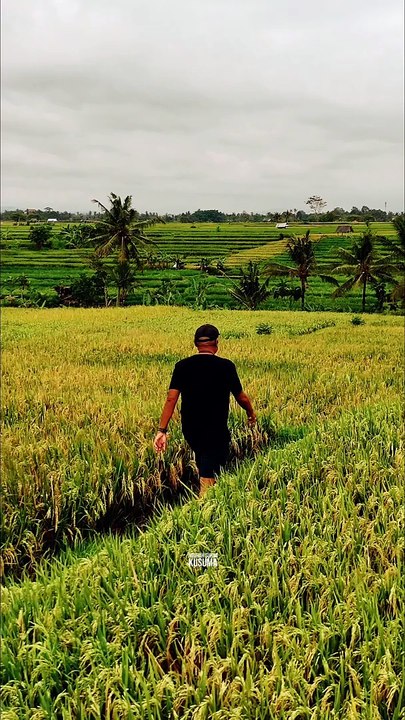 Apa Kabar Sawah di Daerah Kamu?  #Sawah #SawahBali #RiceFields #RiceTerrace #Bali