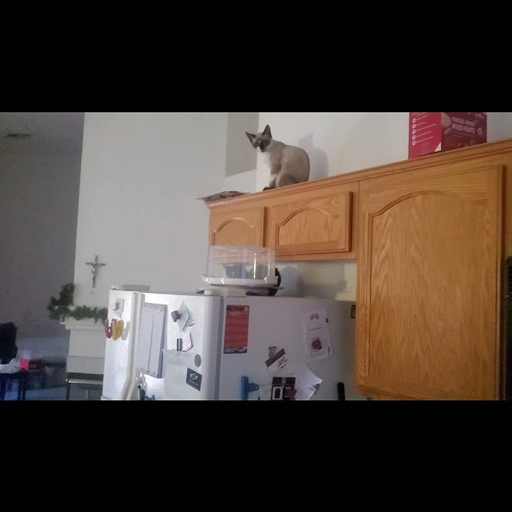 Kittens Hanging Out and Playing on Top of Refrigerator
