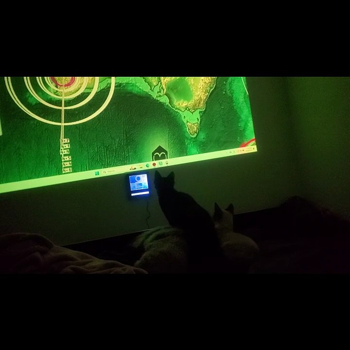 Kitten Pepper Watch the movie The Mist - Amazing