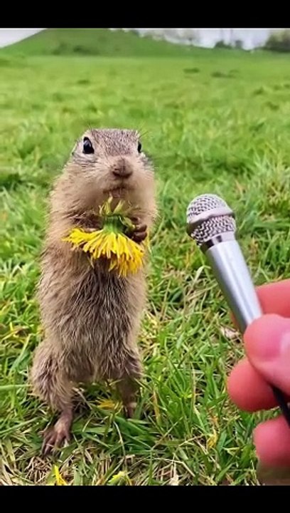 Cute animal