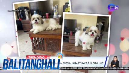 Asong palaging nasa mesa, kinatuwaan online | Balitanghali