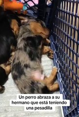 TikTok video_7394025729232473376(MP4)