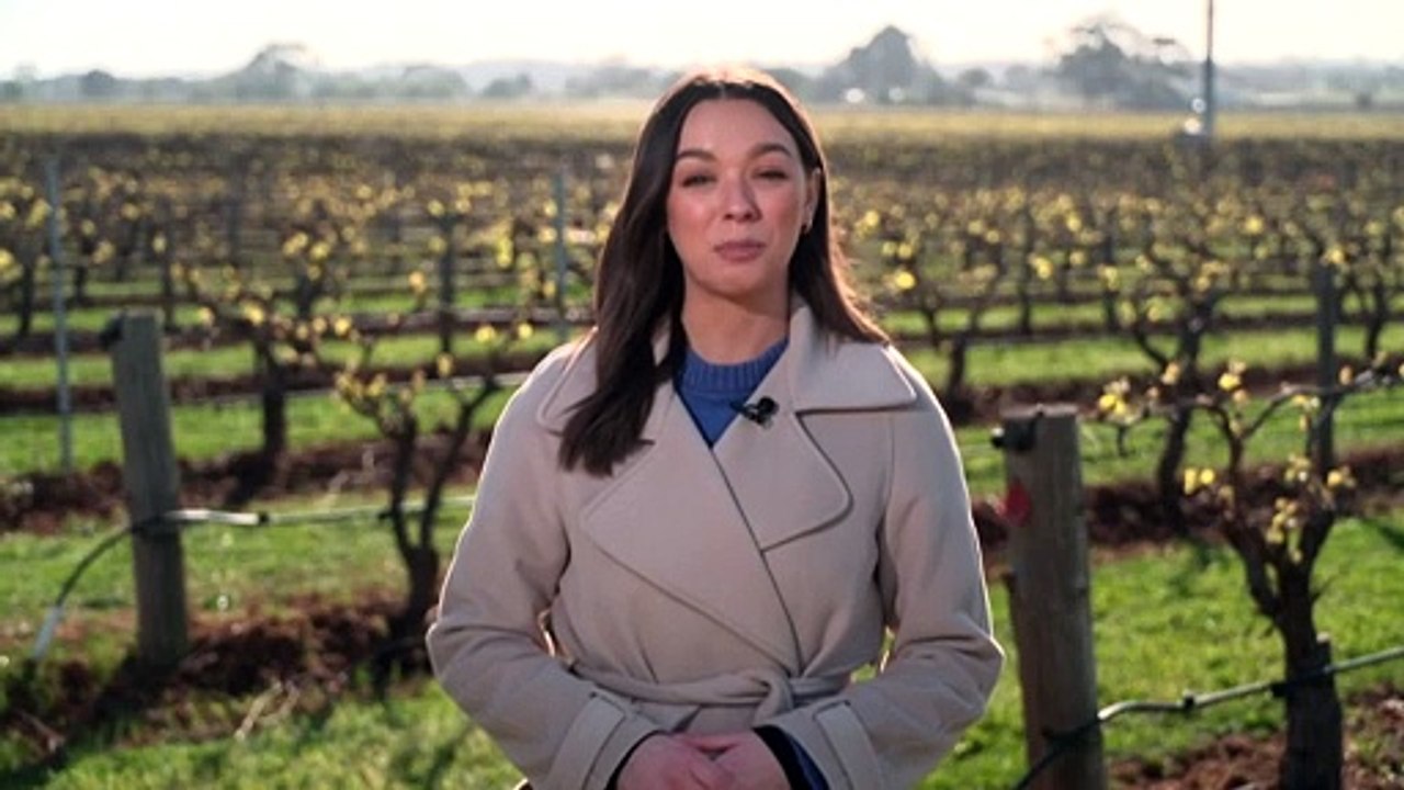 Grape growers in SA's renowned wine region counting losses from frosts