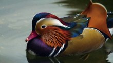 The Mandarin Duck: Close Up HD Footage (Aix galericulata)