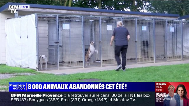 La SPA annonce avoir recueilli près de 8.000 animaux abandonnés pendant l'été