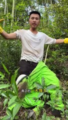Breaking in to catch ground bees in the forest