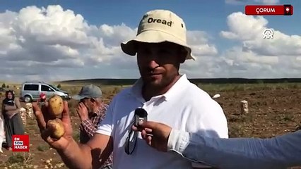 Çorum'da tüccara kızan çiftçi patateslerini ücretsiz dağıttı