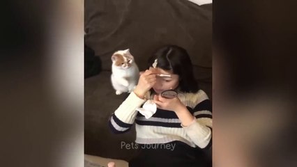 Laughter and Fun Episode 2 || new funny animals and cats videos