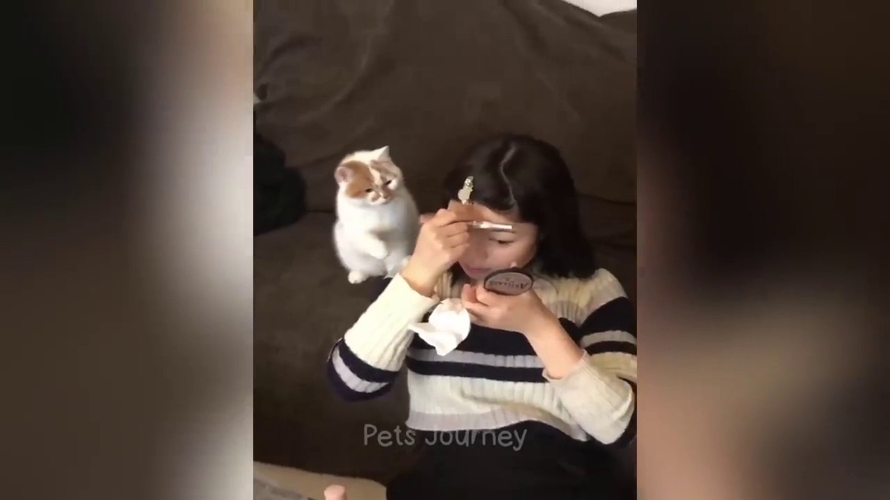 Laughter and Fun Episode 2 || new funny animals and cats videos