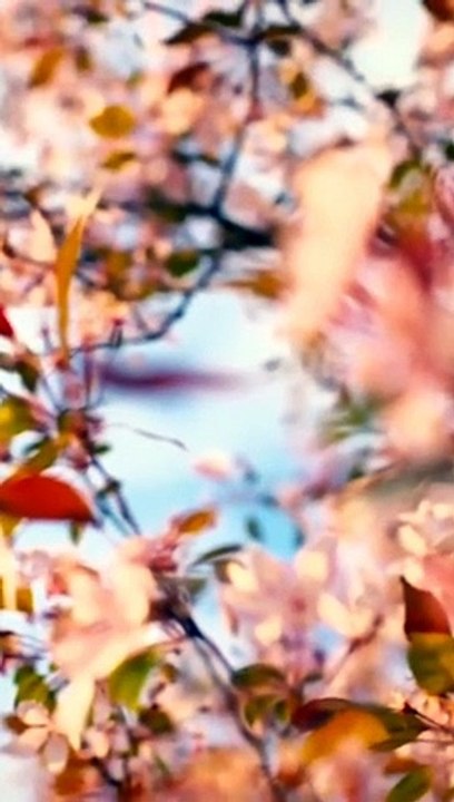 Der Moment, in dem die Blumen blühen