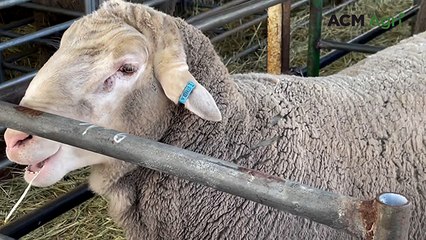 Bailup Downs Afrinos sale | Farm Weekly