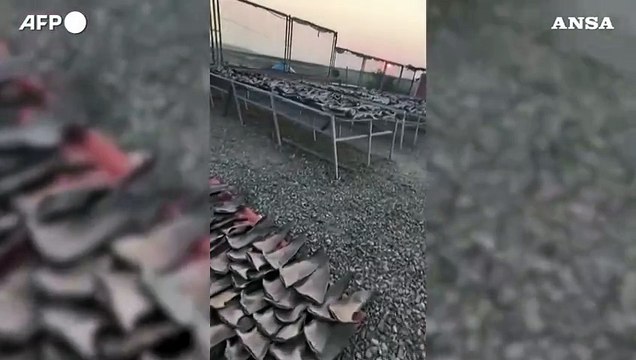 Peru', sequestrate 1,3 tonnellate di pinne di squalo