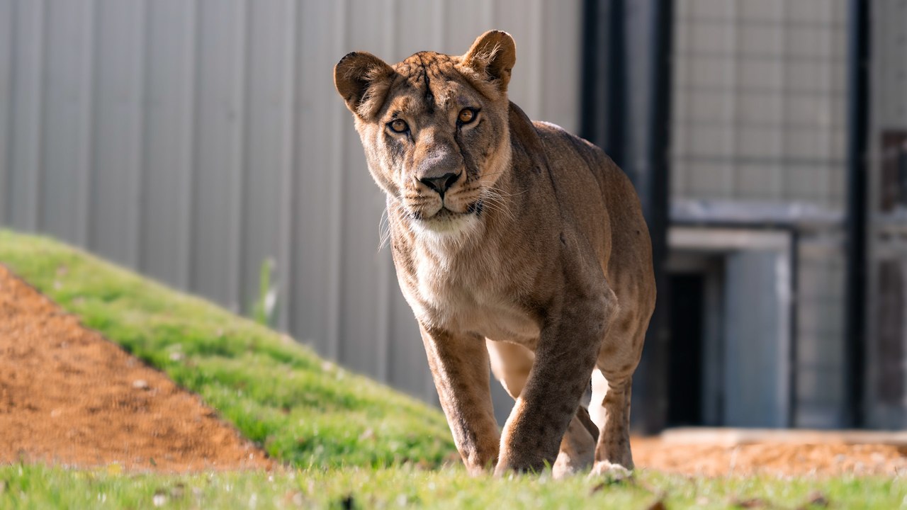 Schockierte löwin aus der ukraine steht zum ersten mal in ihrem leben auf gras
