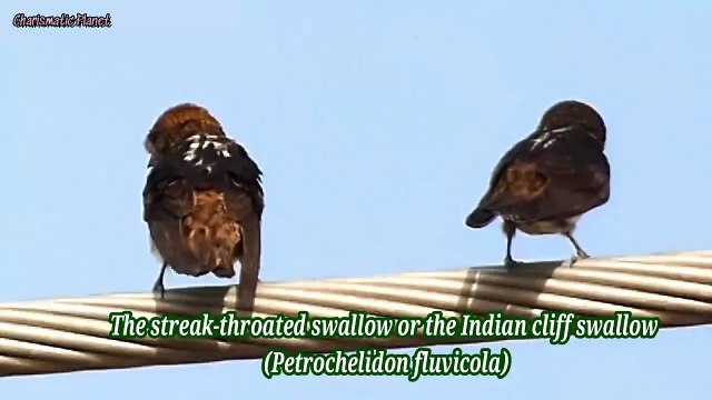 streak-throated swallow or the Indian cliff swallow (Petrochelidon fluvicola)