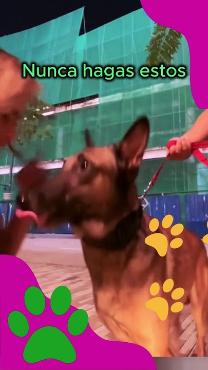 Por Qué No Debes Tocar las Orejas de un Perro Desconocido