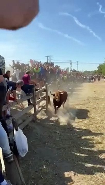 'Portillo', el astado del Toro de la Vega, deja un segundo herido tras embestir a un hombre en una talanquera
