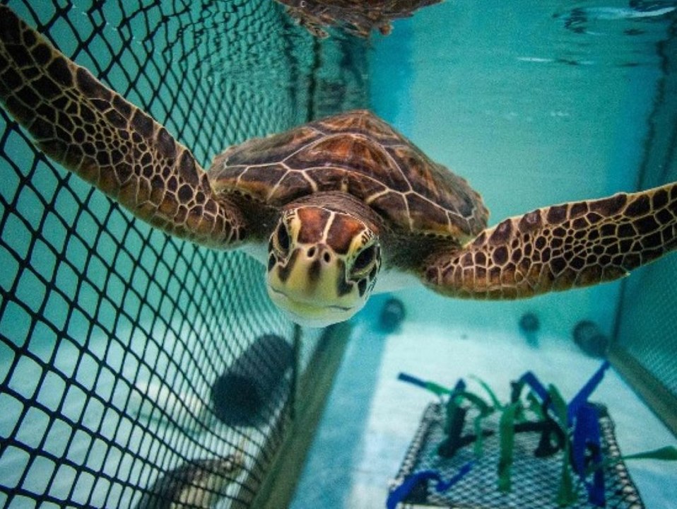 Angespülte Schildkröte nach sieben Monaten wieder freigelassen