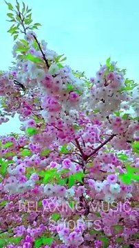 Soothing Meditation Music for Relaxation Relaxing and Meditation Music #viral #shorts #short