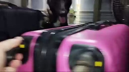 BPFron prende mulher com 26 quilos de maconha na Rodoviária de Umuarama