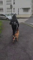 Éducation canine #Malinois