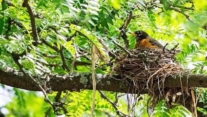 Puiu Nastase-Pasarica muta-ti cuibul