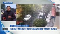 Árbol se desploma en la alcaldía Venustiano Carranza, CDMX