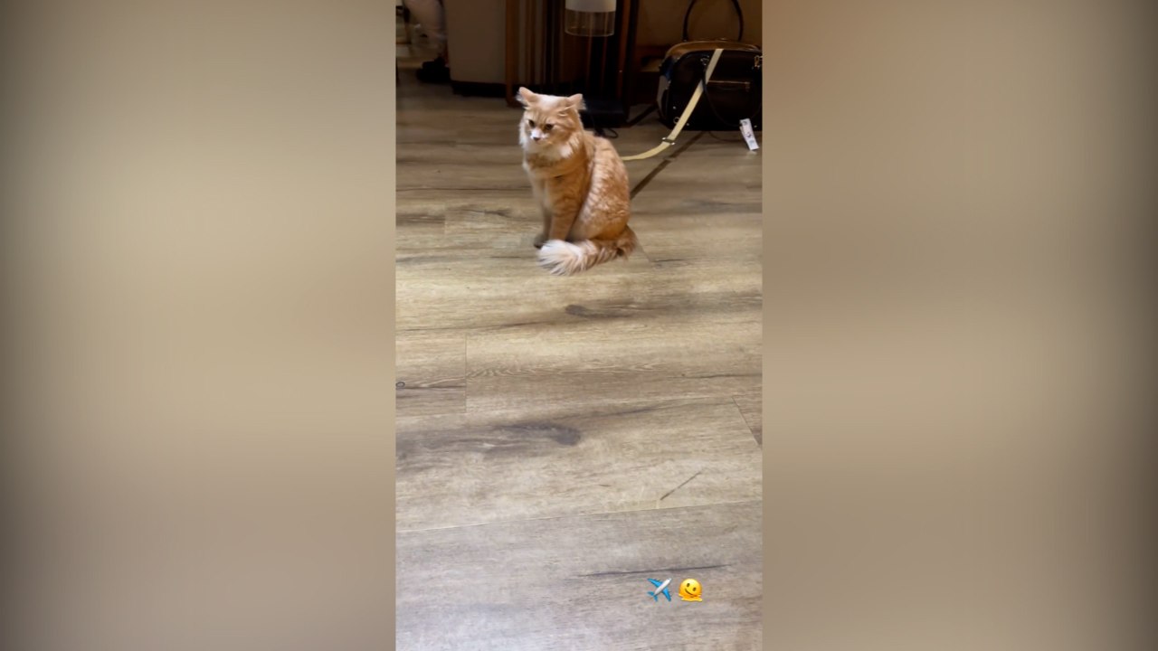 Uçakta kedi kavgası: Dilan Çıtak Tatlıses uçuştan önce bu videoyu paylaşmıştı