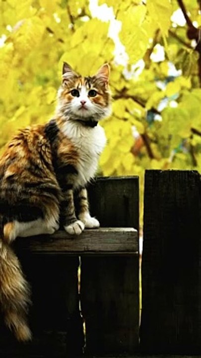 Calm Cat Sitting Peacefully - Relaxing Cat Moment | Cute Cat Shorts