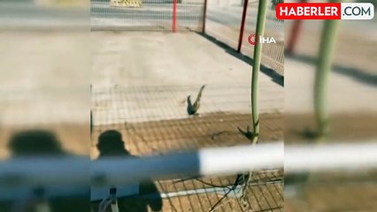 Nesli Tükenmekte Olan Balaban Kuşu Doğaya Salındı