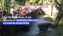 Moo Deng l'hippopotame pygmée, star des réseaux et emblème des espèces menacées