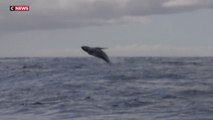 Polynésie française : ouverture de la saison des baleines