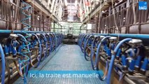 Reportage au GAEC Dyna'milk, près de Rennes