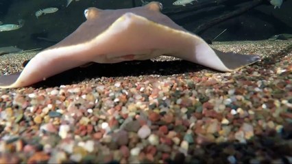 You Have to Check Out How This Stingray Eats!