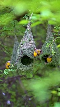 Weaving wonders___Featured here are fascinating wildlife