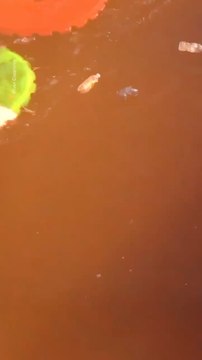 Abonne-toi pour suivre d’autres solutions positives ! @theimpactstory Source : rivercleaning #innovation #environnement #inventions #riviere #ocean #pollution #nature