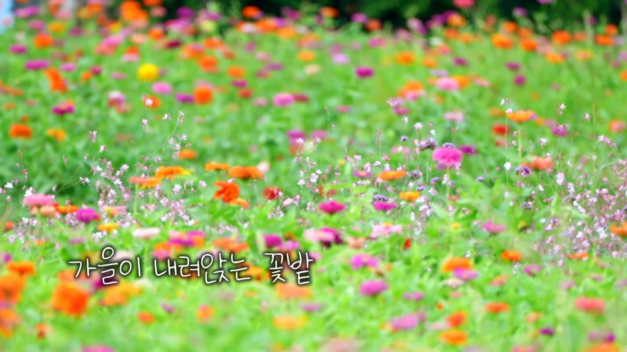 [영상] 가을이 내려앉는 꽃밭 / YTN