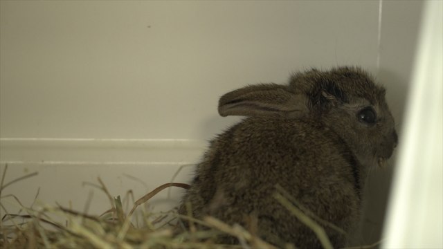 Tunbridge Wells Rescue Centre faces closure, putting animals at risk