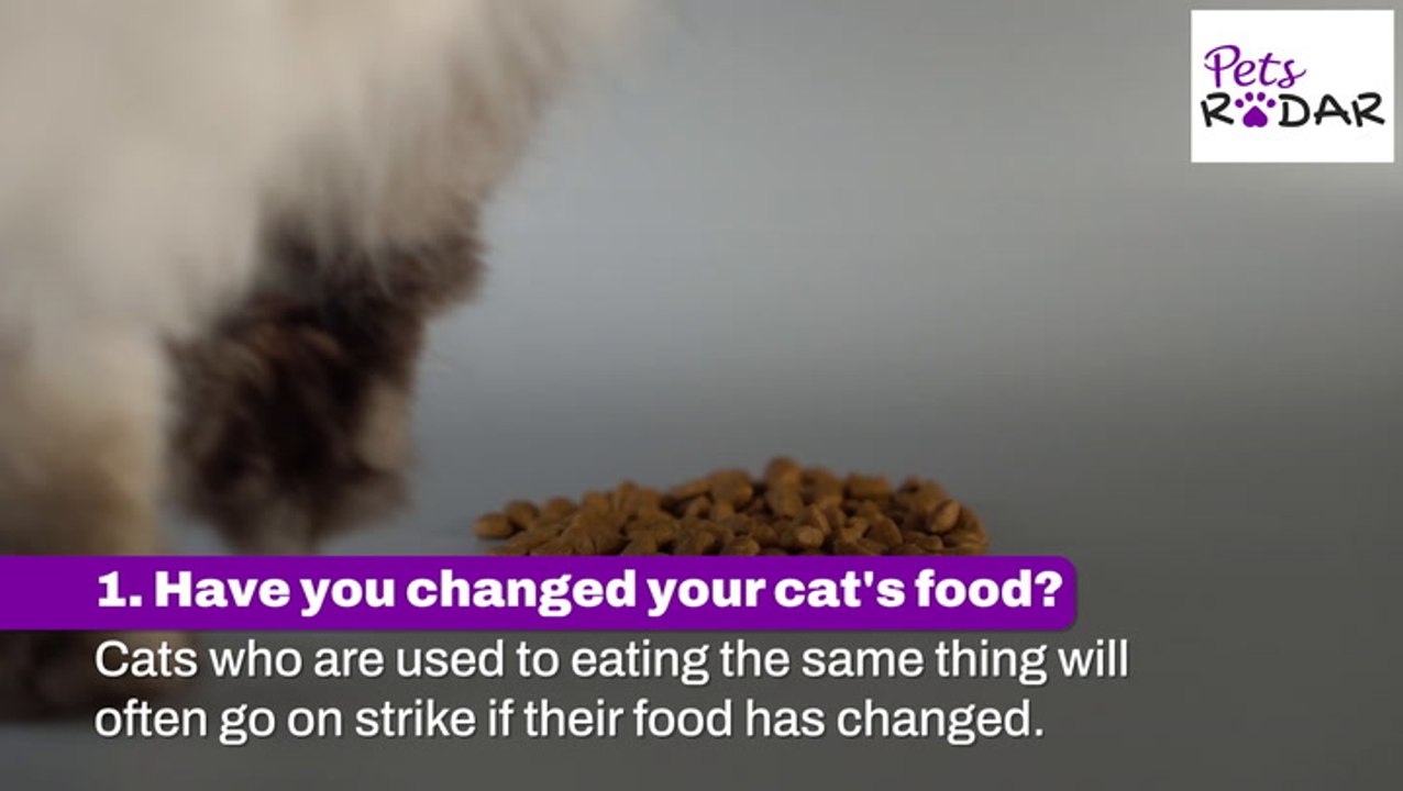 Things To Check When Your Cat's Not Eating